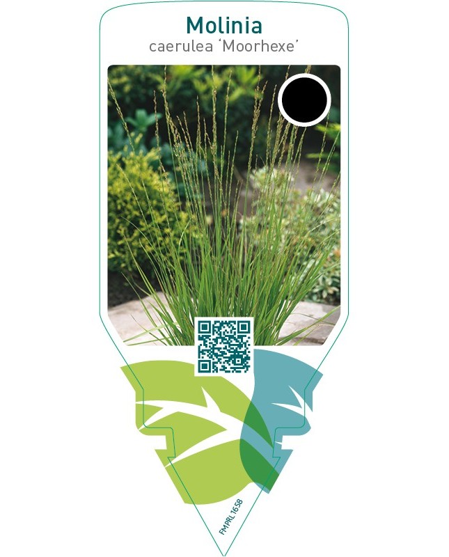 Molinia caerulea ‘Moorhexe’