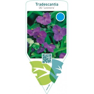 Tradescantia (A) ‘Leonora’