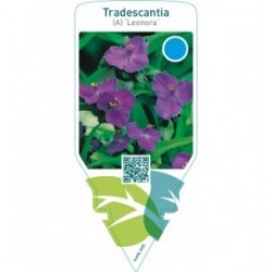 Tradescantia (A) ‘Leonora’