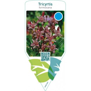 Tricyrtis formosa