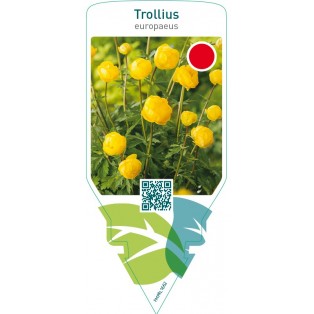 Trollius europaeus