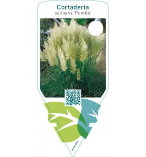Cortaderia selloana ‘Pumila’