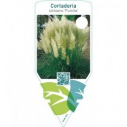 Cortaderia selloana ‘Pumila’