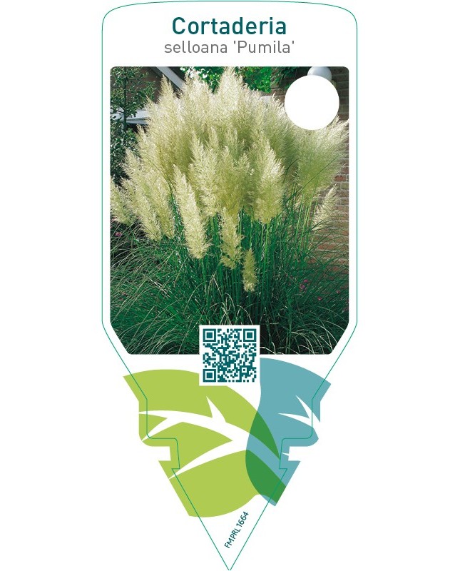 Cortaderia selloana ‘Pumila’