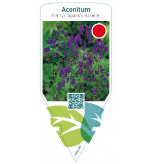 Aconitum henryi ‘Spark’s Variety’