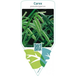 Carex pseudocyperus