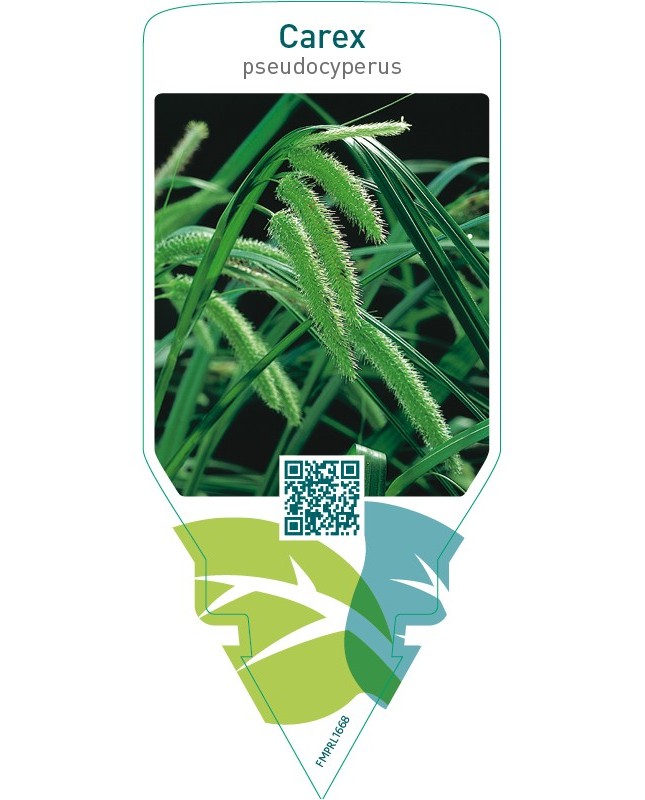 Carex pseudocyperus