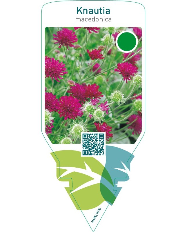 Knautia macedonica