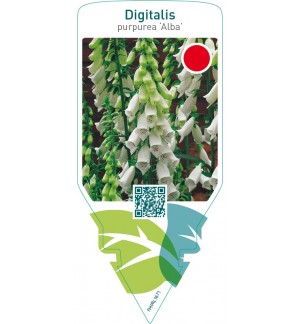 Digitalis purpurea ‘Alba’