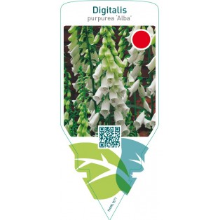 Digitalis purpurea ‘Alba’