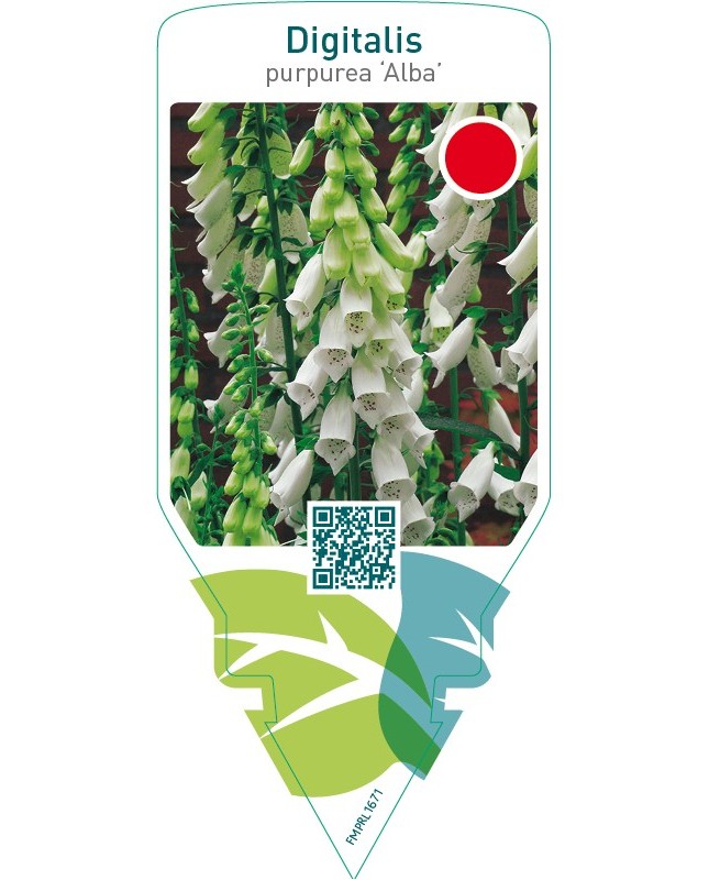 Digitalis purpurea ‘Alba’