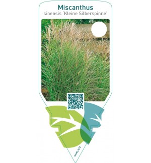 Miscanthus sinensis ‘Kleine Silberspinne’