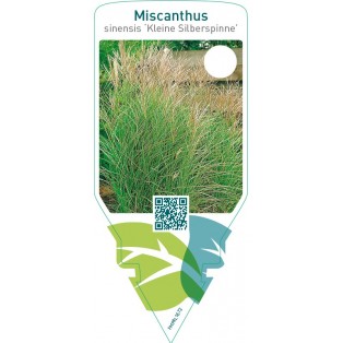 Miscanthus sinensis ‘Kleine Silberspinne’