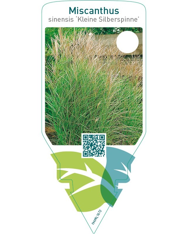 Miscanthus sinensis ‘Kleine Silberspinne’