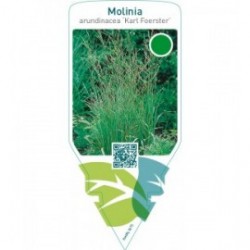 Molinia arundinacea ‘Karl Foerster’