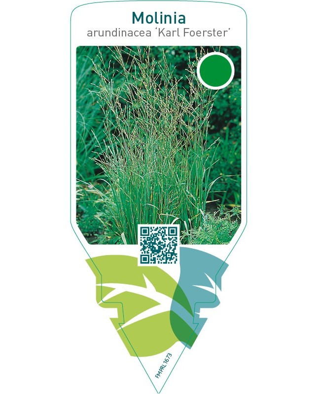 Molinia arundinacea ‘Karl Foerster’