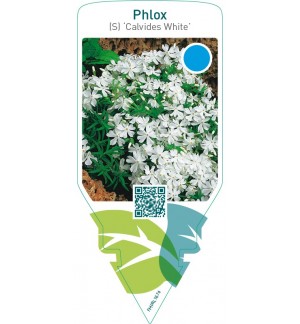 Phlox (S) ‘Calvides White’
