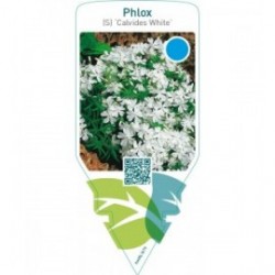 Phlox (S) ‘Calvides White’