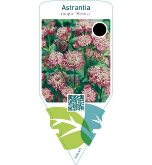 Astrantia major ‘Rubra’