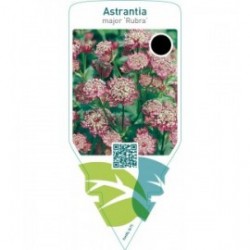 Astrantia major ‘Rubra’