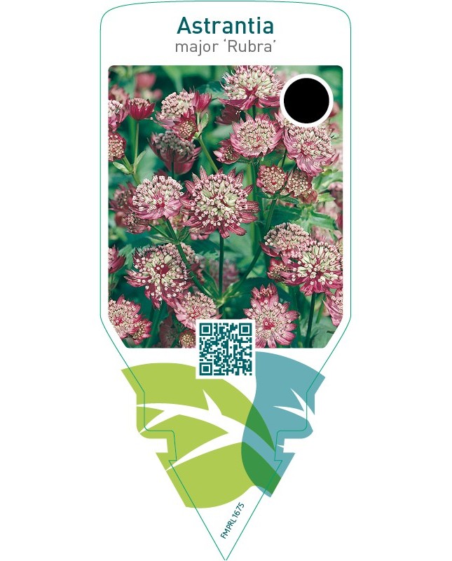 Astrantia major ‘Rubra’