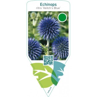 Echinops ritro ‘Veitch’s Blue’