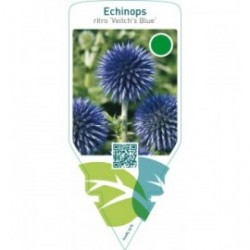 Echinops ritro ‘Veitch’s Blue’