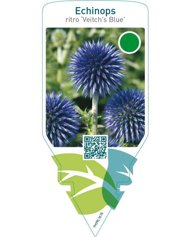 Echinops ritro ‘Veitch’s Blue’