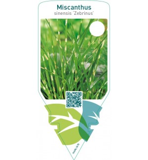 Miscanthus sinensis ‘Zebrinus’