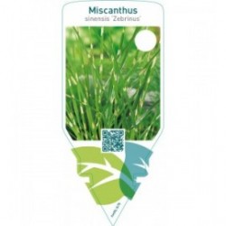 Miscanthus sinensis ‘Zebrinus’