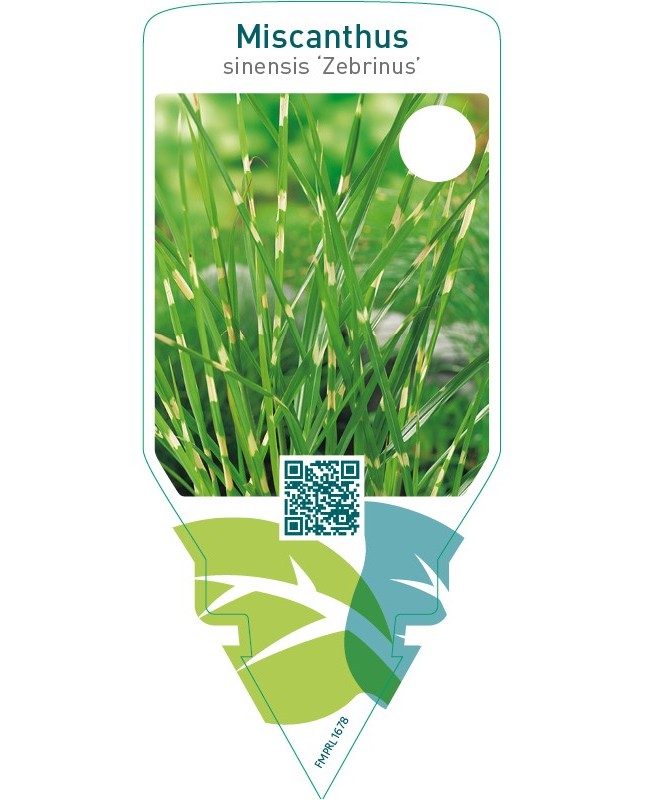 Miscanthus sinensis ‘Zebrinus’