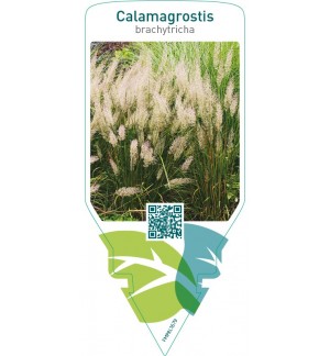 Calamagrostis brachytricha