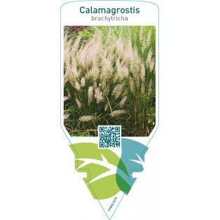 Calamagrostis brachytricha