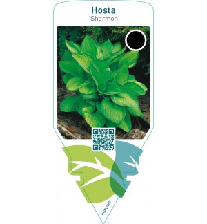 Hosta ‘Sharmon’