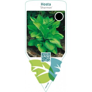 Hosta ‘Sharmon’