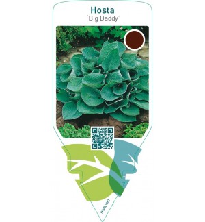 Hosta ‘Big Daddy’