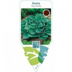 Hosta ‘Big Daddy’