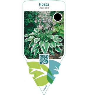 Hosta ‘Antioch’