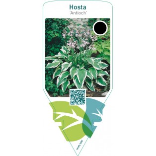 Hosta ‘Antioch’