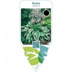 Hosta ‘Antioch’