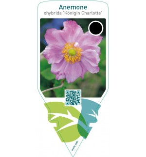 Anemone hybrida ‘Königin Charlotte’