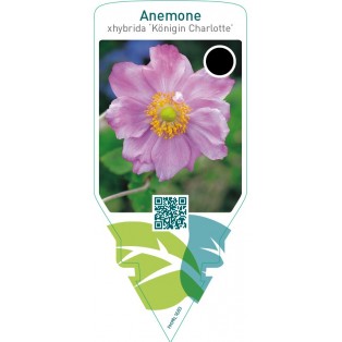 Anemone hybrida ‘Königin Charlotte’