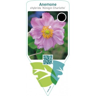Anemone hybrida ‘Königin Charlotte’