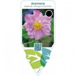 Anemone hybrida ‘Königin Charlotte’