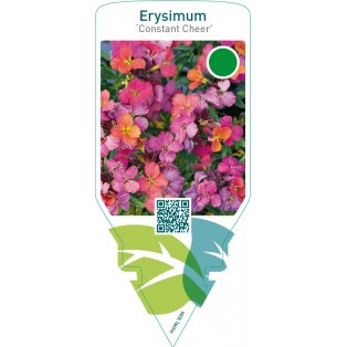 Erysimum ‘Constant Cheer’