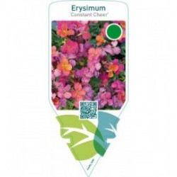 Erysimum ‘Constant Cheer’