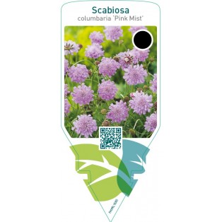 Scabiosa columbaria ‘Pink Mist’