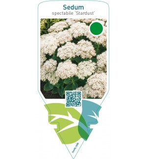 Sedum spectabile ‘Stardust’