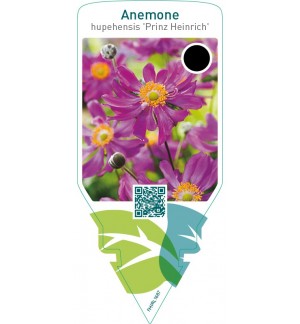 Anemone hupehensis ‘Prinz Heinrich’