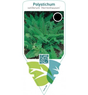 Polystichum setiferum ‘Herrenhausen’